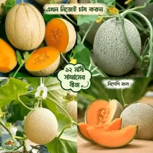 হাইব্রিড আমদানিকৃত সাম্মাম ফলের বীজ – ৪৫–৫০ পিচ, বাছাইকৃত ও সর্বোচ্চ মানের মডিফাইড প্যাকেট
