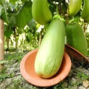 বারি-১২ বেগুনের বীজ (উচ্চ ফলনশীল ও রোগ প্রতিরোধী জাত) — ১ গ্রাম প্যাকেট, মানসম্পন্ন বীজ