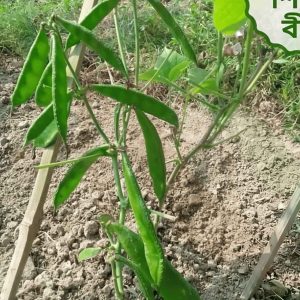 খাটো জাতের  শিমের বীজ – অধিক চাহিদাসম্পন্ন জাত, ১০ গ্রাম বীজ, দ্রুত ফলনশীল ও বাজারে জনপ্রিয়
