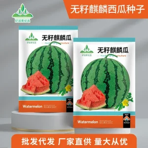 Seedless Kiwi Melon (বীজবিহীন তরমুজ – ৪৫–৫০টি বীজ), নতুন জাত, সুস্বাদু ও বাজারে চাহিদাসম্পন্ন